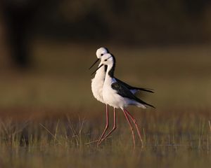 Preview wallpaper black-winged stilts, birds, wildlife