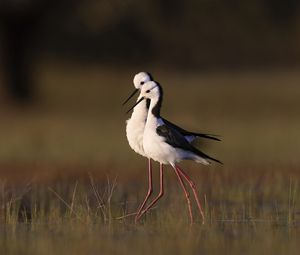 Preview wallpaper black-winged stilts, birds, wildlife