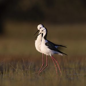 Preview wallpaper black-winged stilts, birds, wildlife