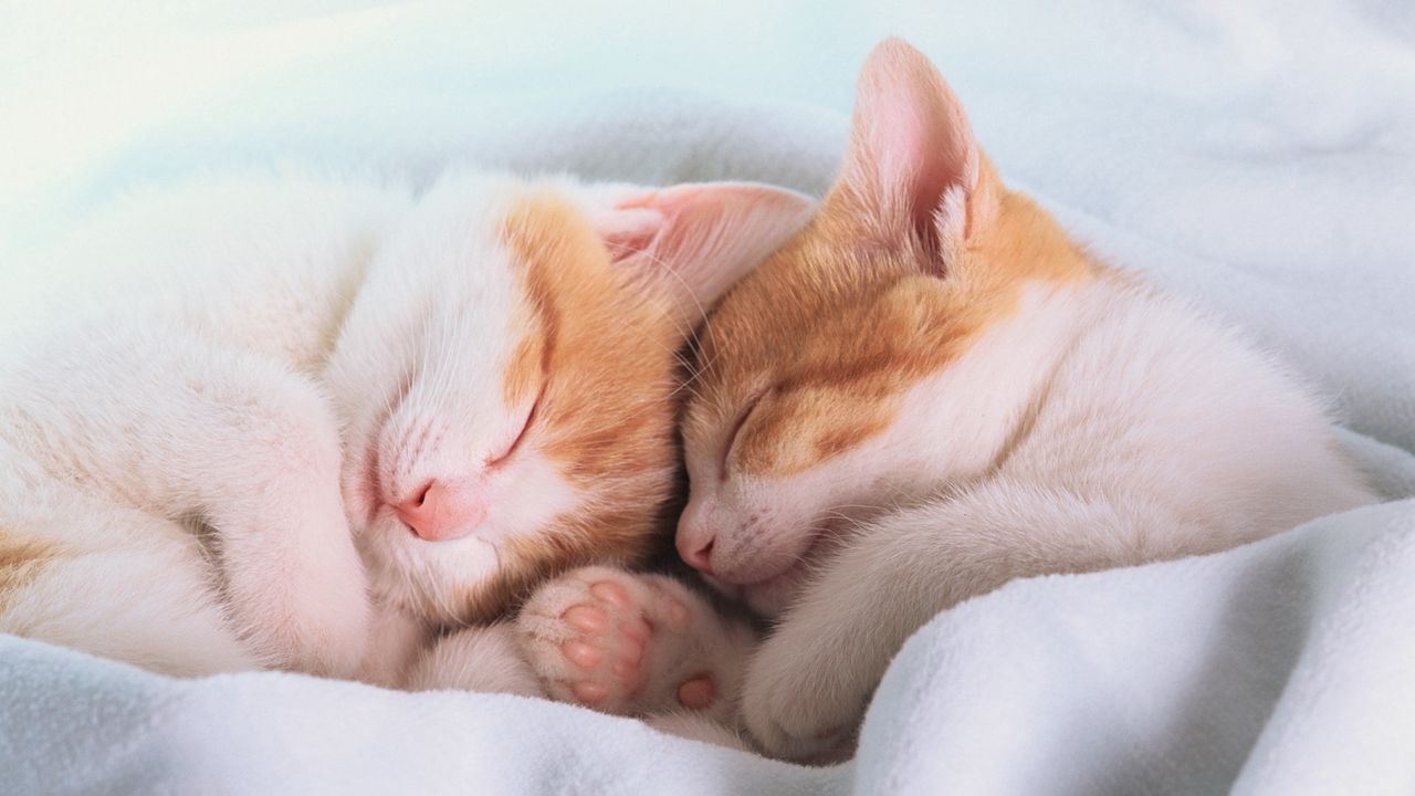 Wallpaper blanket, ears, sleep, dream, feet, kittens