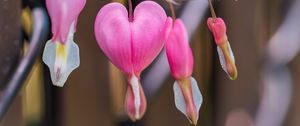 Preview wallpaper bleeding heart, flower, pink, heart, branch