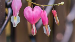 Preview wallpaper bleeding heart, flower, pink, heart, branch