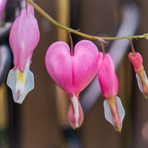 Preview wallpaper bleeding heart, flower, pink, heart, branch