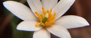 Preview wallpaper bloodroot, flowers, petals, white, blur, macro