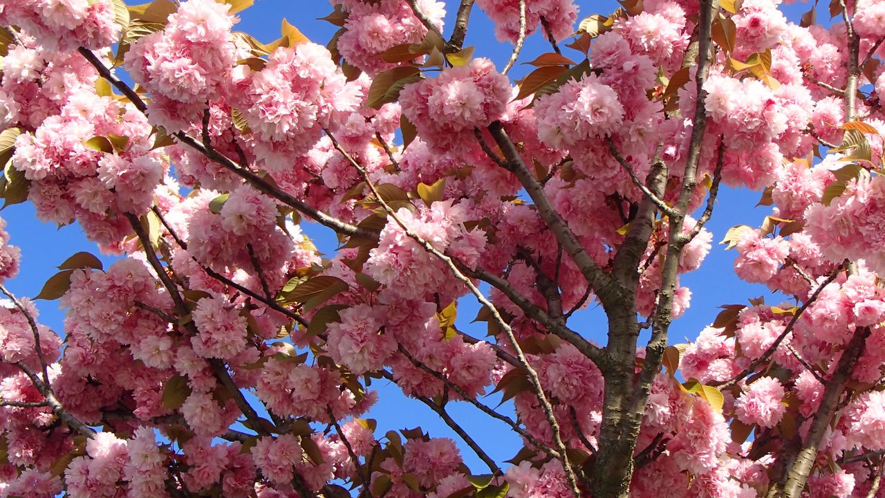 Wallpaper bloom, branches, flowers, nature