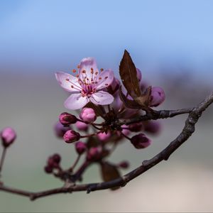 Preview wallpaper bloom, flower, pink, branch