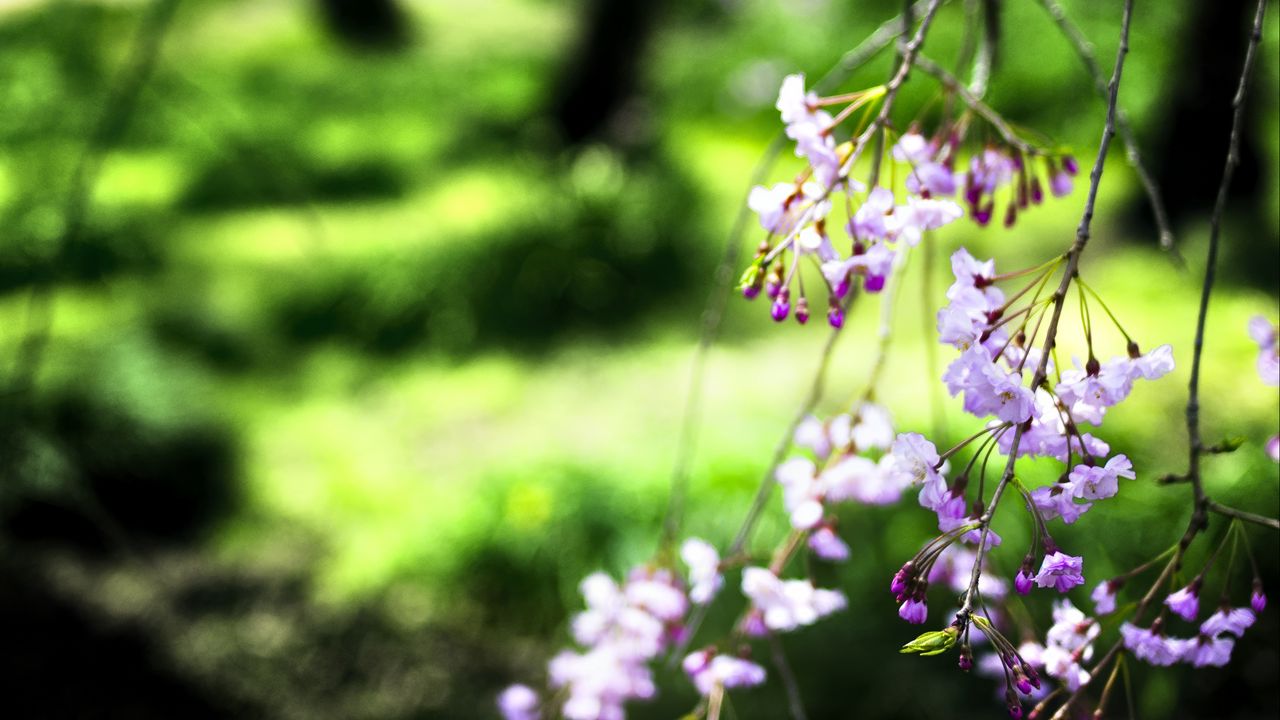 Wallpaper bloom, flowers, petals, branches