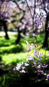 Preview wallpaper bloom, flowers, petals, branches