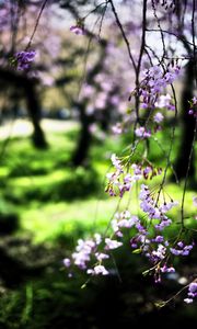 Preview wallpaper bloom, flowers, petals, branches