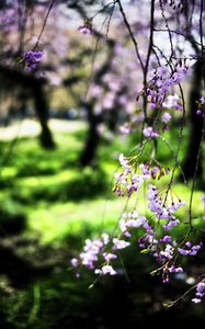 Preview wallpaper bloom, flowers, petals, branches