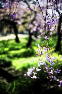 Preview wallpaper bloom, flowers, petals, branches