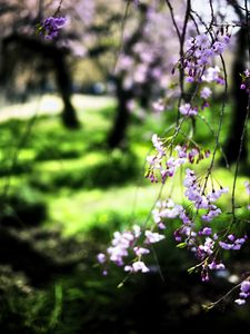 Preview wallpaper bloom, flowers, petals, branches