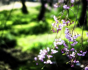 Preview wallpaper bloom, flowers, petals, branches