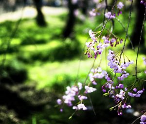 Preview wallpaper bloom, flowers, petals, branches