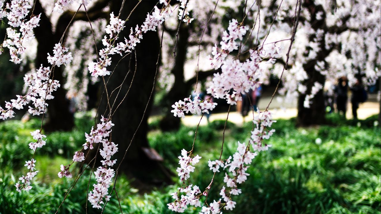 Wallpaper bloom, spring, flowers, petals, branches, trees