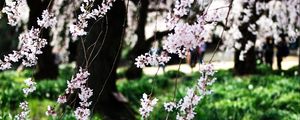 Preview wallpaper bloom, spring, flowers, petals, branches, trees