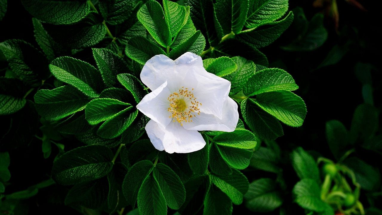 Wallpaper bloom, white, rose, leaves, herbs