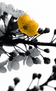 Preview wallpaper blossom, branch, black white, colored