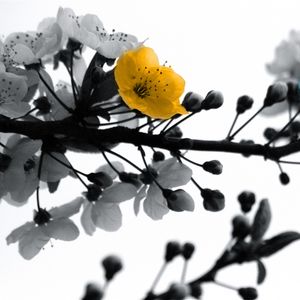 Preview wallpaper blossom, branch, black white, colored