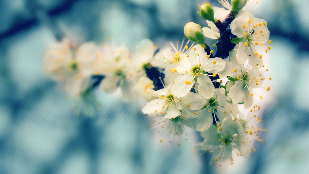 Wallpaper blossom, branch, bud, spring, close-up