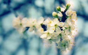 Preview wallpaper blossom, branch, bud, spring, close-up