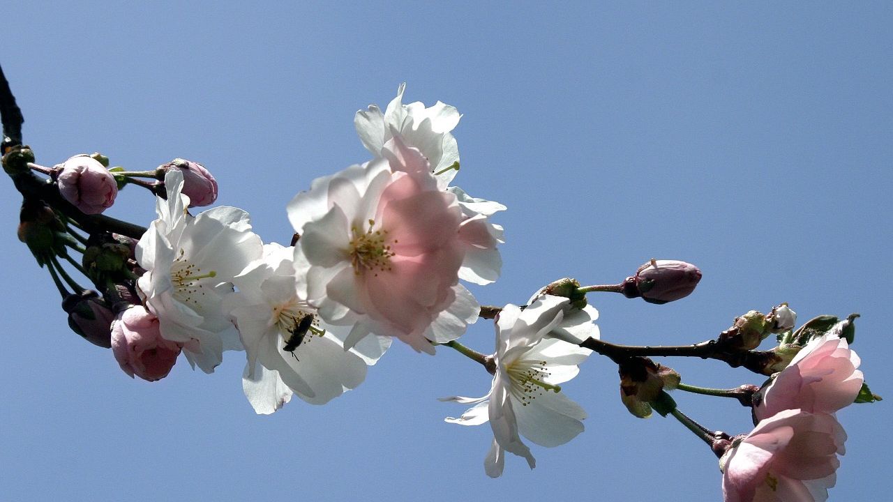 Wallpaper blossom, branch, bud, sky, spring