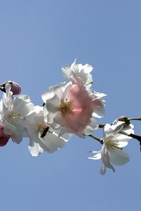 Preview wallpaper blossom, branch, bud, sky, spring