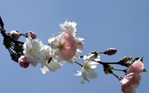 Preview wallpaper blossom, branch, bud, sky, spring