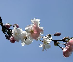 Preview wallpaper blossom, branch, bud, sky, spring
