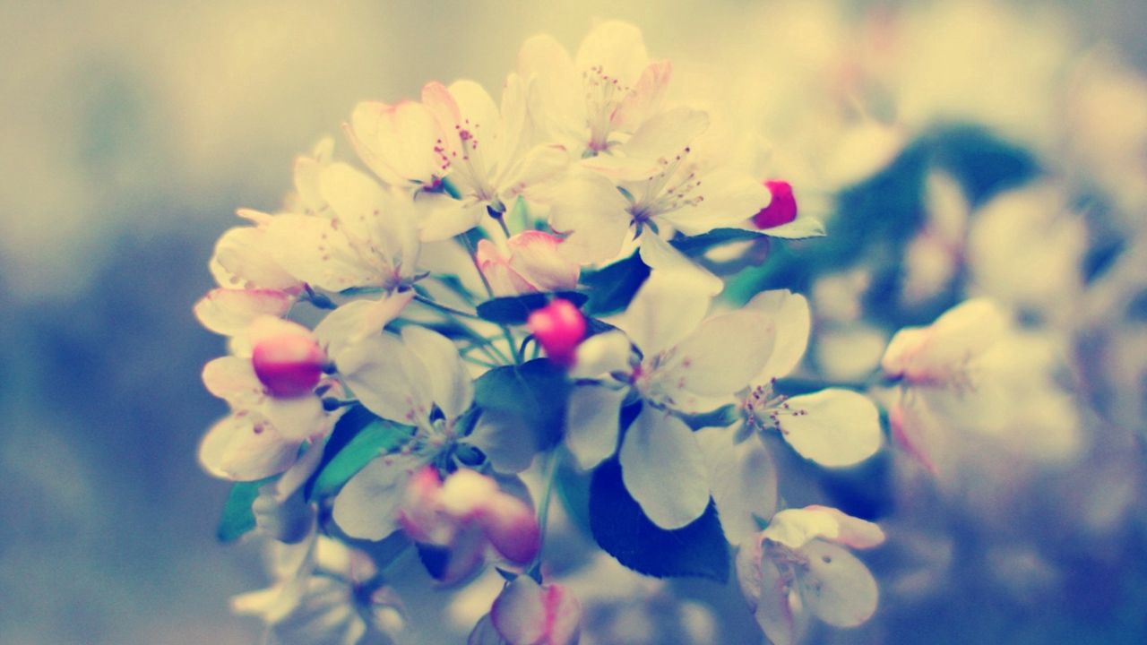 Wallpaper blossom, branch, flower, glare