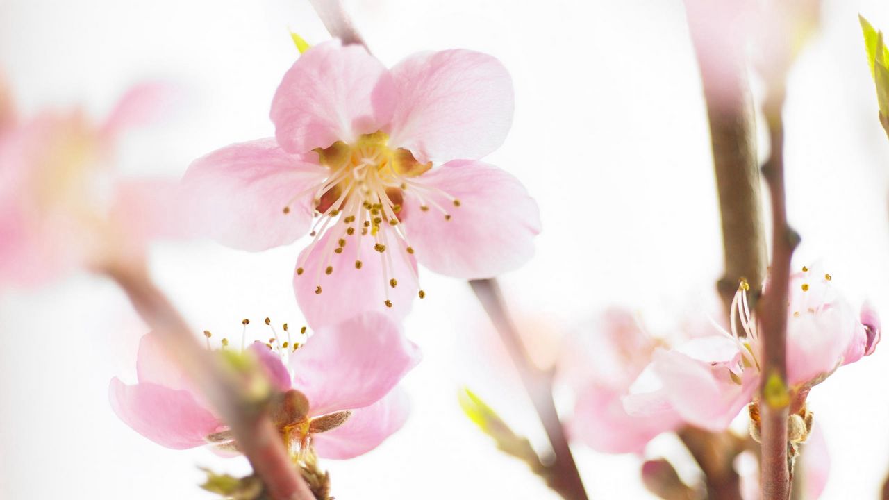 Wallpaper blossom, branch, flowers, spring
