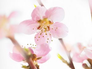 Preview wallpaper blossom, branch, flowers, spring