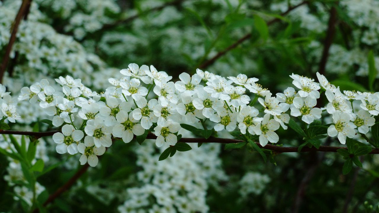 Wallpaper blossom, branch, leaf, spring, garden