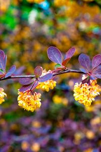 Preview wallpaper blossom, branch, leaves, nature