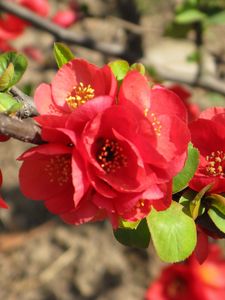 Preview wallpaper blossom, branch, red, spring, stamen