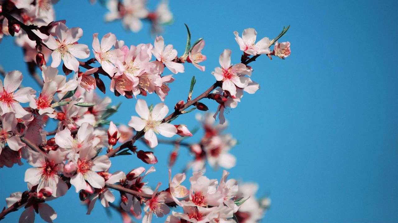 Wallpaper blossom, branch, sky, spring, mood