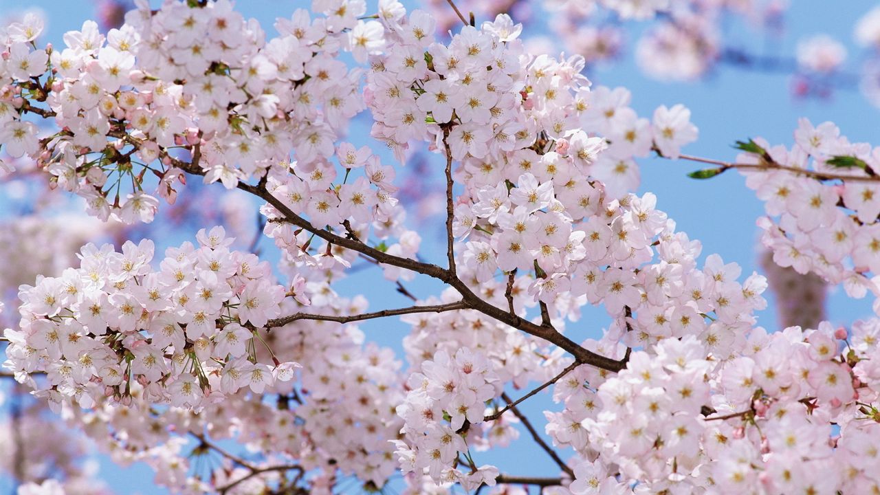 Wallpaper blossom, branch, sky, spring, mood