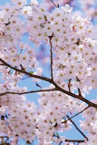 Preview wallpaper blossom, branch, sky, spring, mood