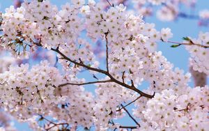Preview wallpaper blossom, branch, sky, spring, mood