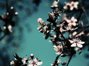 Preview wallpaper blossom, branch, spring, awakening