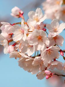 Preview wallpaper blossom, branch, spring, sky, mood