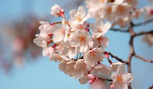 Preview wallpaper blossom, branch, spring, sky, mood