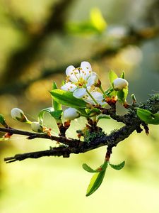 Preview wallpaper blossom, branch, spring, leaves, cobwebs, sunny, mood