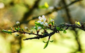 Preview wallpaper blossom, branch, spring, leaves, cobwebs, sunny, mood