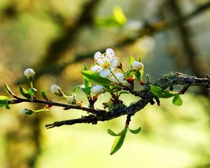 Preview wallpaper blossom, branch, spring, leaves, cobwebs, sunny, mood