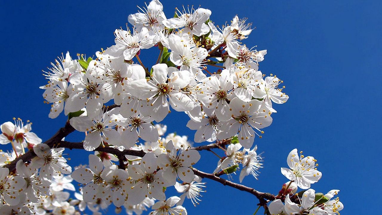 Wallpaper blossom, branch, spring, sky, clear