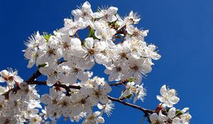 Preview wallpaper blossom, branch, spring, sky, clear