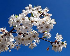 Preview wallpaper blossom, branch, spring, sky, clear