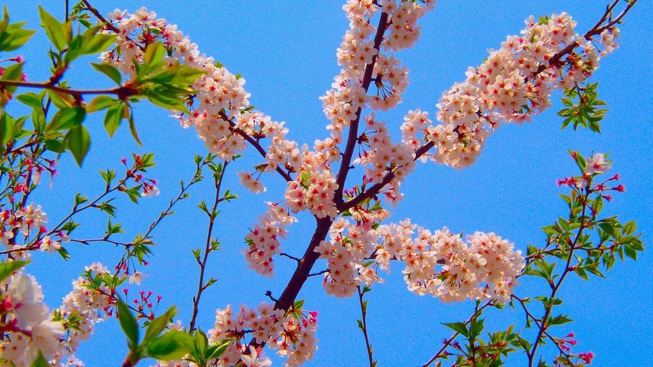 Wallpaper blossom, branch, spring, sky, foliage