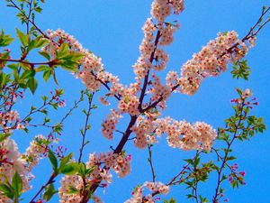 Preview wallpaper blossom, branch, spring, sky, foliage